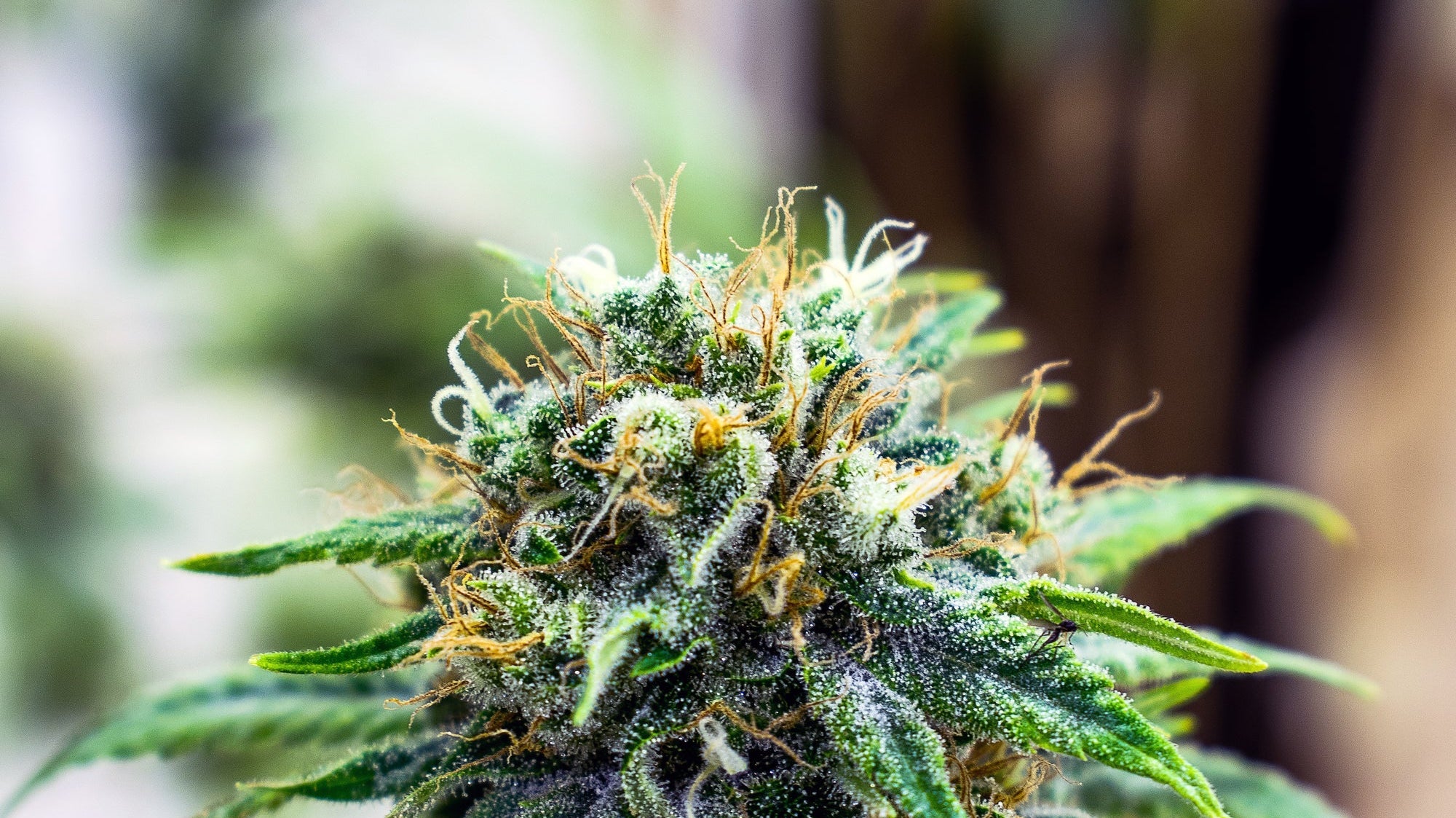 What is Shatter? What we need to know